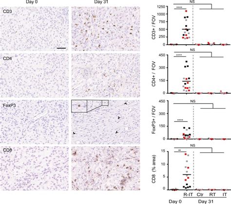 FOXP3 Antibody, Alexa Fluor™ 700 (56-5773-82)