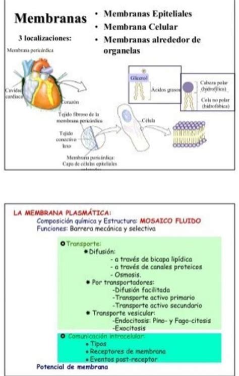 B Establecer Semejanzas Y Diferencias Entredifusión Simple Y Difusión