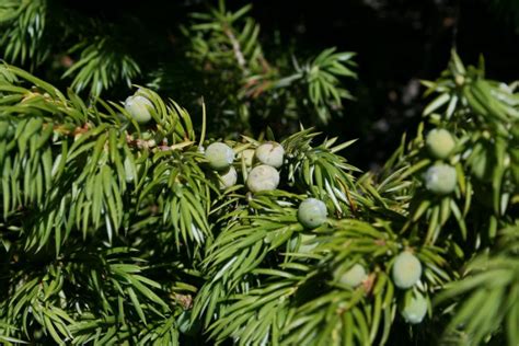 Common Juniper The Morton Arboretum