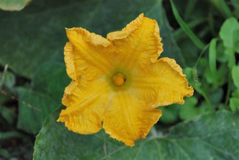 Come E Quando Raccogliere Fiori Di Zucca E Zucchina