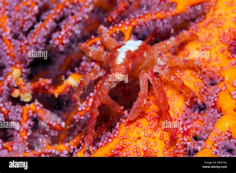 Kai spinne Fotos und Bildmaterial in hoher Auflösung Alamy