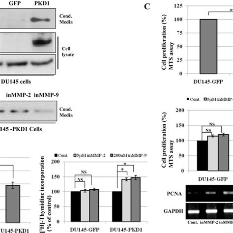 Pkd1 Increases Production Of Mmp 2 And Mmp 9 In Prostate Cancer Cells