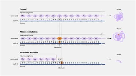 In Frame Definition Genetics Webframes Org