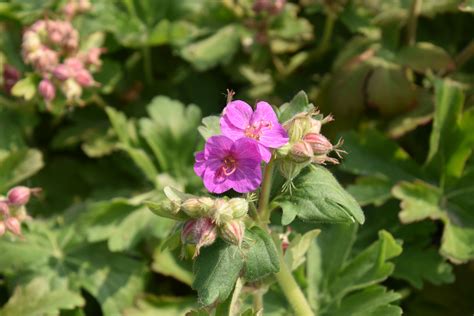 Geranium Macrorrhizum Vaste Planten De Swaef BV