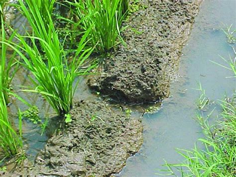 Water Management Irri Rice Knowledge Bank