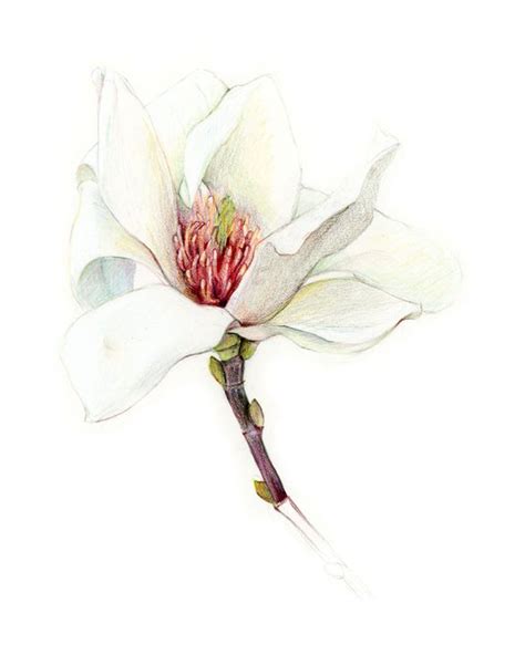 Magnolia Colored Pencil Drawing