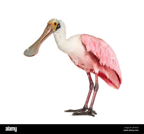 Side View Of A Roseate Spoonbill Platalea Ajaja Isolated On White