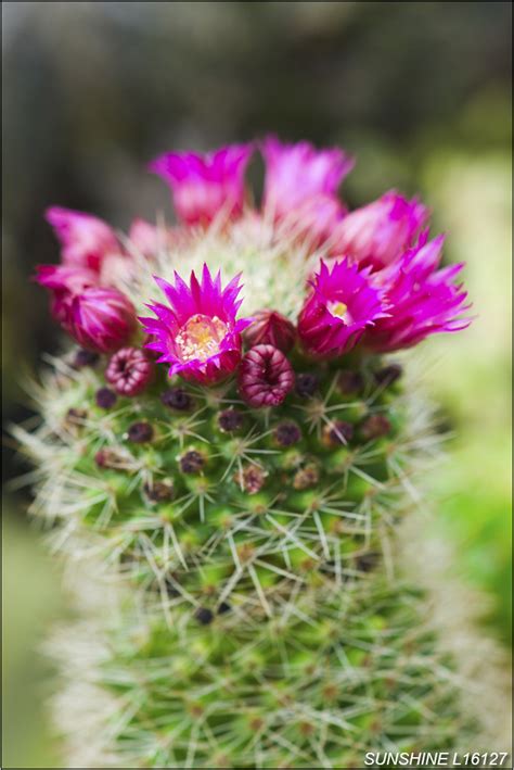 L16127 仙人掌花 仙人掌 耐旱植物 花卉 花 農業 特寫 莊信賢 Flickr