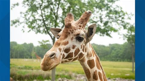 Giraffe dies at Columbus Zoo | 10tv.com