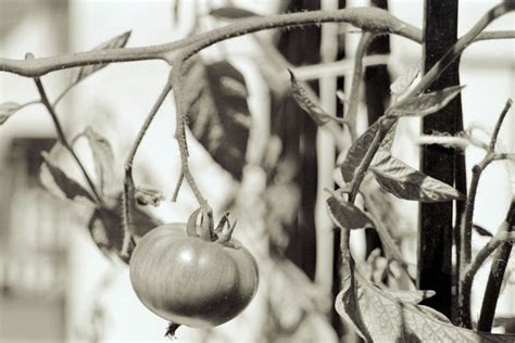 Tomato My Neighbor Is Growing Tomatoes On Our Shared Balco… Flickr