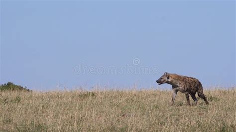 Spotted Hyena Crocuta Crocuta Adult Walking Through Savannah Masai