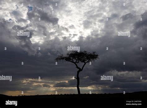 The Masai Mara National Reserve. Kenya Stock Photo - Alamy