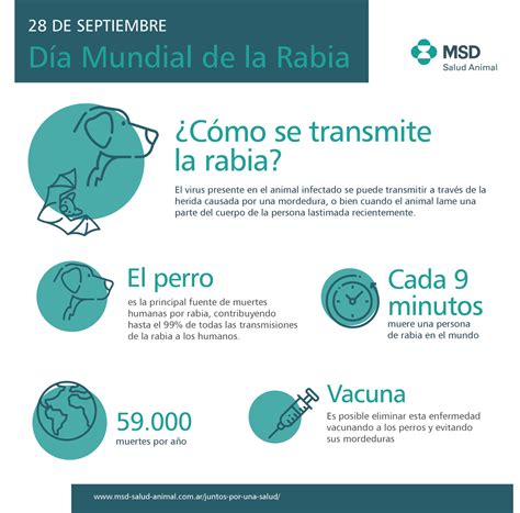 Cada Minutos Muere Una Persona De Rabia En El Mundo C Mo Se