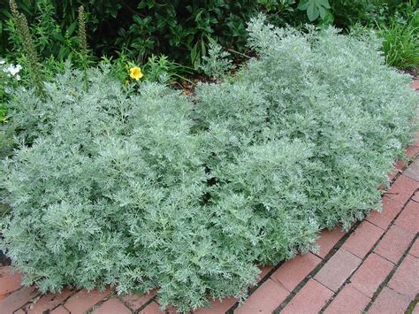 Artemisia Mugwort Sagebrush Sagewort Southernwood Wormseed Levant