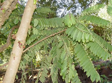 National Tropical Botanical Garden | Averrhoa bilimbi - Plant Detail ...