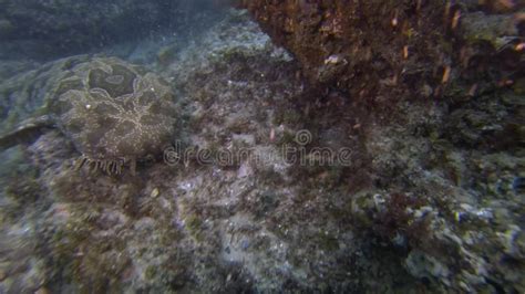 Wobbegong Shark Close Up. Grumpy Shark Swimming with Camouflage on Shark Dive Stock Footage ...