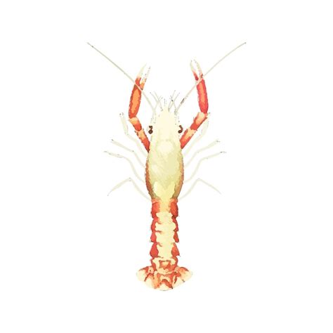 Premium Vector Lobster Watercolor Vector Illustration