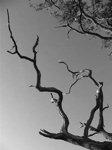 Wabi Sabi Tree Branches Photography