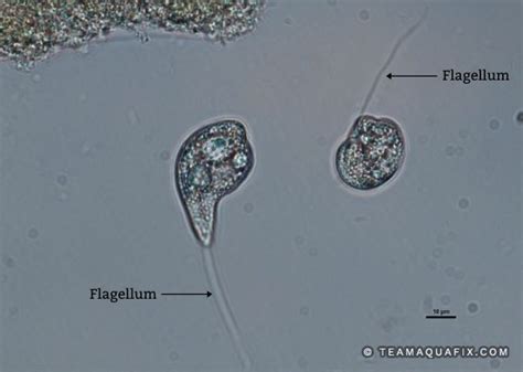 Flagellates