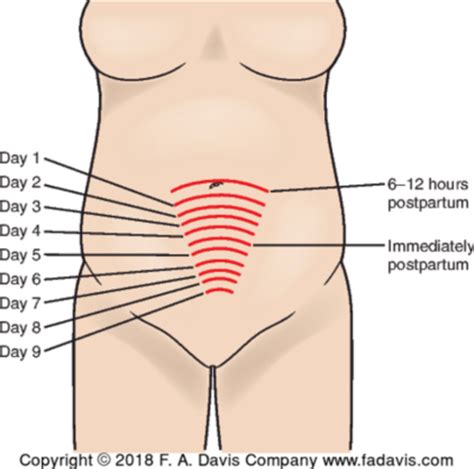 Postpartum 235 Exam 2 Flashcards Quizlet