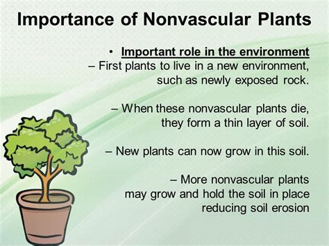 33 Characteristics Of Nonvascular Plants FauveFinlaec