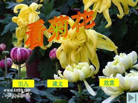 苏教版一年级《看菊花》课件word文档在线阅读与下载免费文档