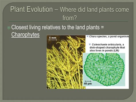 Ppt Kingdom Plantae Chapter Plant Diversity How Plants