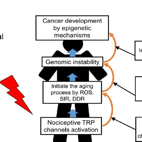 Schematic representation of nociceptive TRP channels in regulating the... | Download Scientific ...