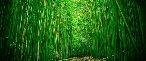 3440x1440 Green Bamboo Forest Path HD Wallpaper Pxfuel