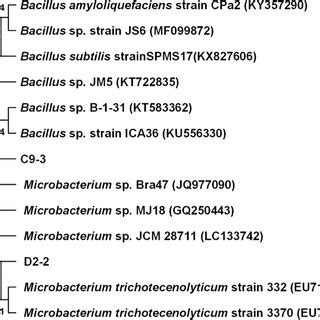 Neighbor Joining Phylogenetic Analysis Based On The Multiple Alignment