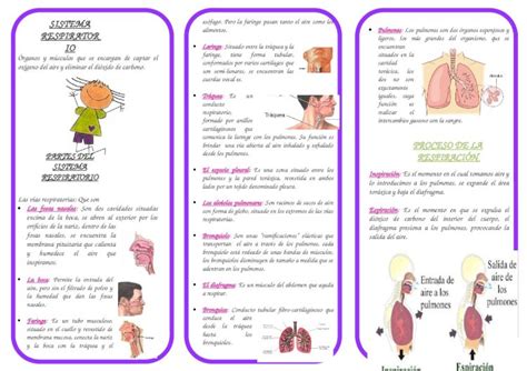 DOCX TRIPTICO DEL SISTEMA RESPIRATORIO Docx DOKUMEN TIPS