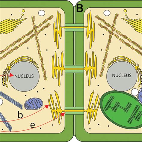 Arrangement Of Organelles In A Leaf Cell Transmission Electron Download Scientific Diagram