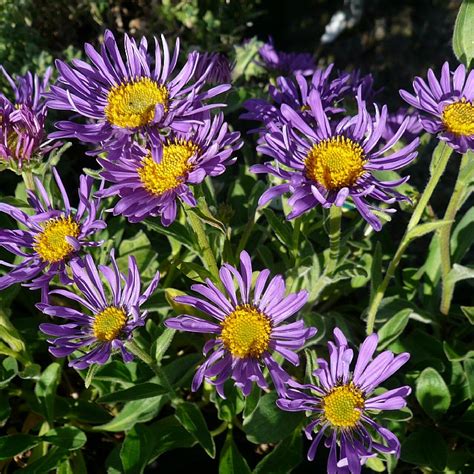 Aster Alpinus Dunkle Sch Ne Find Haveplanter