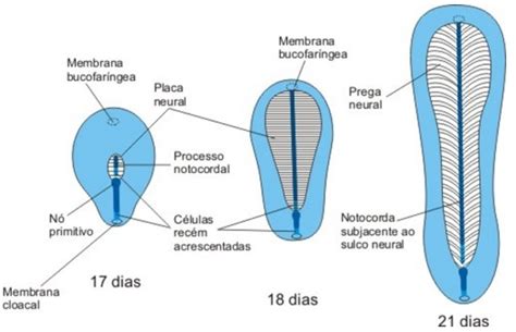 Neurula O Infoescola