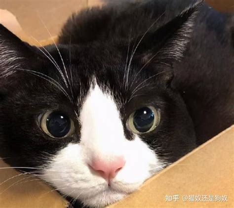 “买猫一时爽，养猫火葬场”的4种猫，劝你别盲目入手