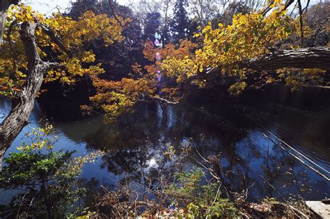 神奈川県 秦野市 震生湖の紅葉（20231207 カメラぶら下げて