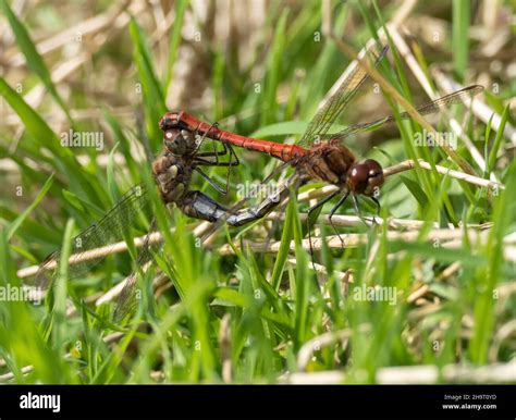 Two Dragonflies Mating Stock Photo Alamy