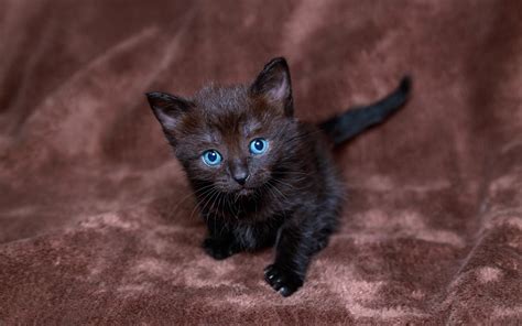 Baby Kitten Wallpapers 59 Images