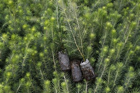 Replantca Environmental The White Spruce Tree Picea Glauca