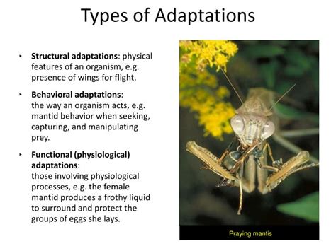 Different Types Of Adaptations