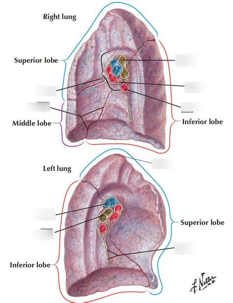 Lung Labeling Numba TWO Diagram Quizlet