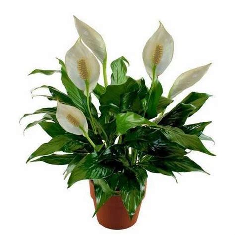 Indoor Peace Lily Plant at Rs 250/piece | Lily Flower Plant in Chennai ...