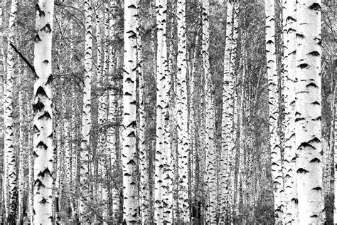 Birch trees black and white wallpaper - Happywall | Birke tapete, Baum ...