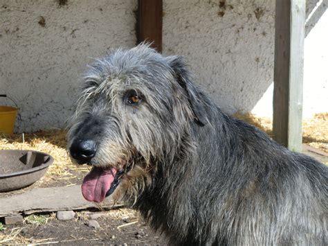 Irish Wolfhound Rescue, Irish Wolfhounds, Deerhound, Gentle Giant, Mutt ...