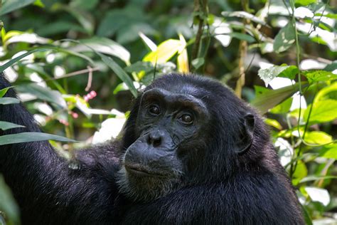 Chimpanzee Trekking In Kibale Forest National Park