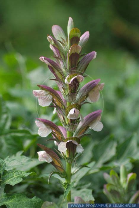 Acanthus Hungaricus Alias Bear S Breeches Hippocampus Bildarchiv