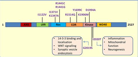 This Figure Shows Different Lrrk Domains Wd C Terminal Wd Domain