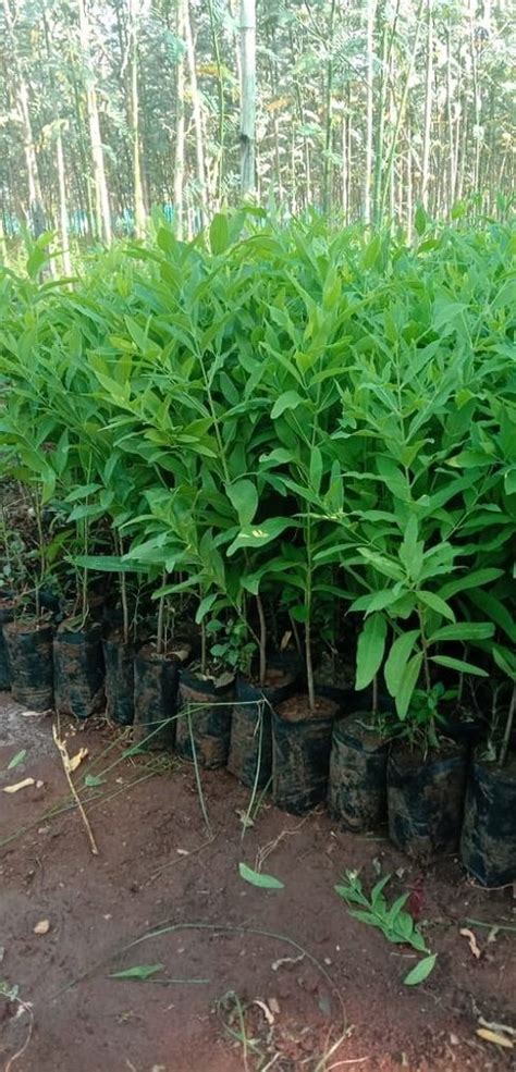 Green Well Drained White Sandalwood Plant For Garden At Best Price In