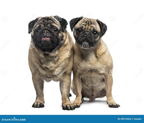 Two Pugs Stock Photo Image Of Brown Domestic Dogs 49913426