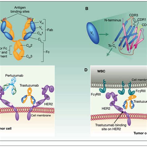 Pdf Resistance To Trastuzumab In Breast Cancer